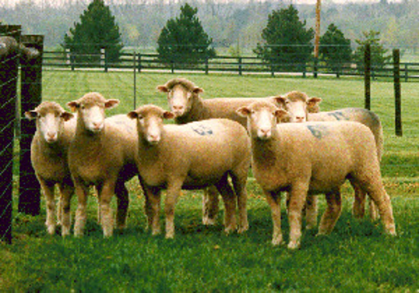 <p>white meat breed advantageous bc if crossed w fine wool lamb is still white</p><p>breeds out of season and has high repro rate</p><p>milk well</p><p>both sexes horned or polled</p>