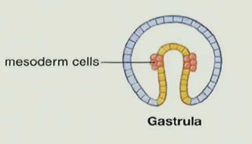 <p>proteosome or deuterostome</p>