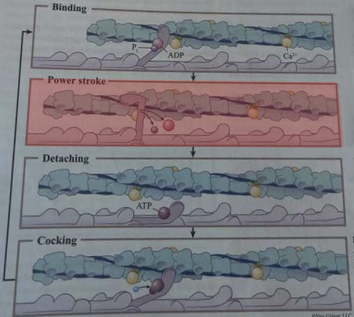 <p>What happens during this step of cross-bridge formation?</p>