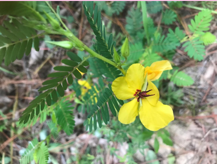 <p>This is nitrogen fixing plant</p><p>True or False</p>