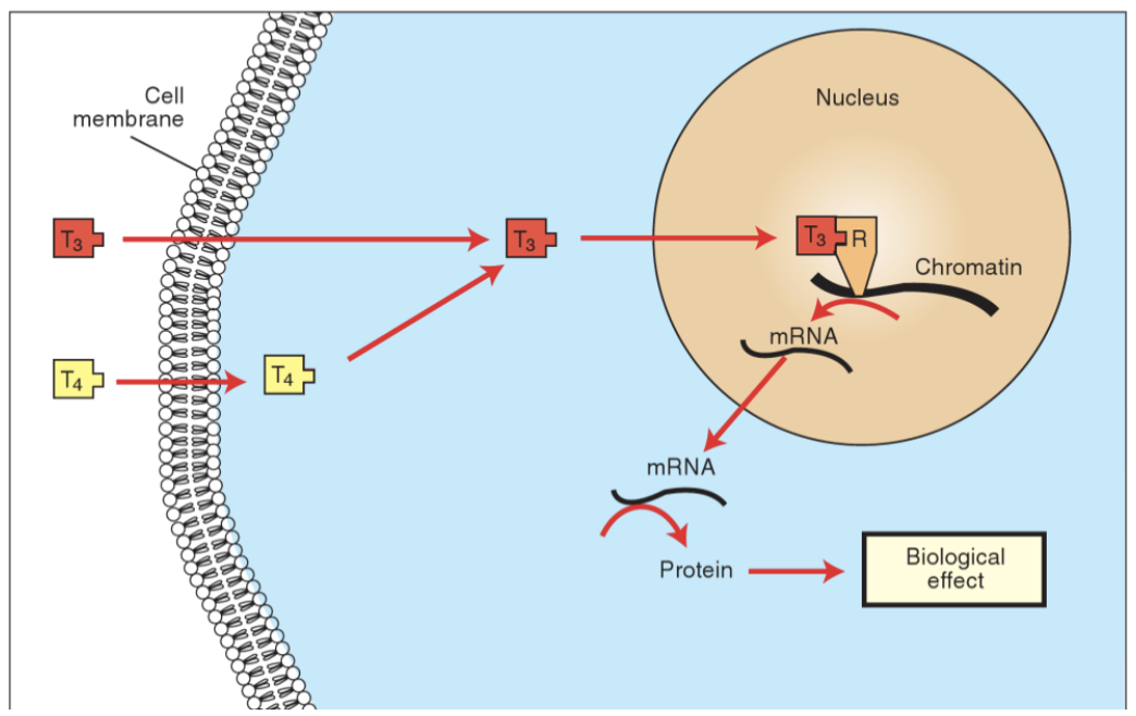 <p>T3 and T4 enter target cell</p><p>Deiodinase converts T4 into T3, in cytoplasm, as it is more active</p><p>T3 enters the nucleus, binds to thyroid receptors already attached to DNA</p><p>When bound, it activates or represses the transcription of specific genes</p><p>mRNA is produced, leading to synthesis of proteins that change cell function</p>