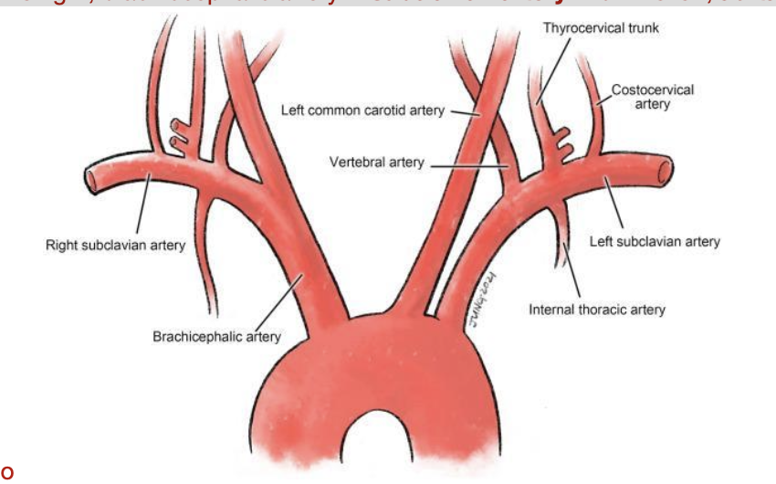 <p><strong>right: </strong><span>brachiocephalic artery —&gt; </span><strong>subclavian artery and common carotid </strong></p><p><strong>left: <span>aortic arch —&gt; </span>subclavian artery and </strong></p><p><strong><span>aortic arch —&gt; </span>common carotid </strong></p>