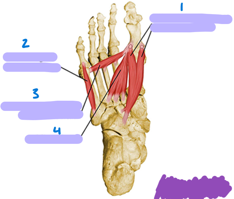 <p>identify these muscles </p>