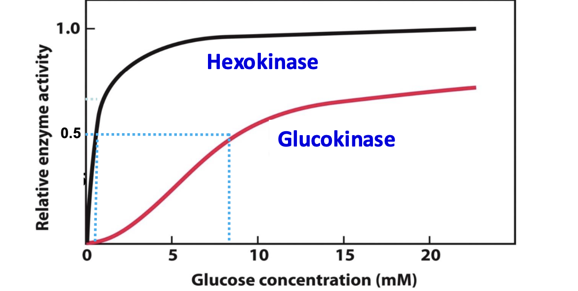 <p>The liver contains both hexokinase and an isozyme called glucokinase. Glucokinase has a lower affinity for glucose, activating only when glucose levels are high. This allows the liver to store glucose as glycogen when abundant, while other tissues receive glucose when levels are low.</p>