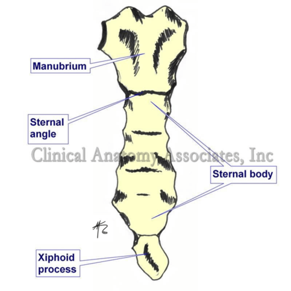 <p>the junction of the manubrium and body</p>