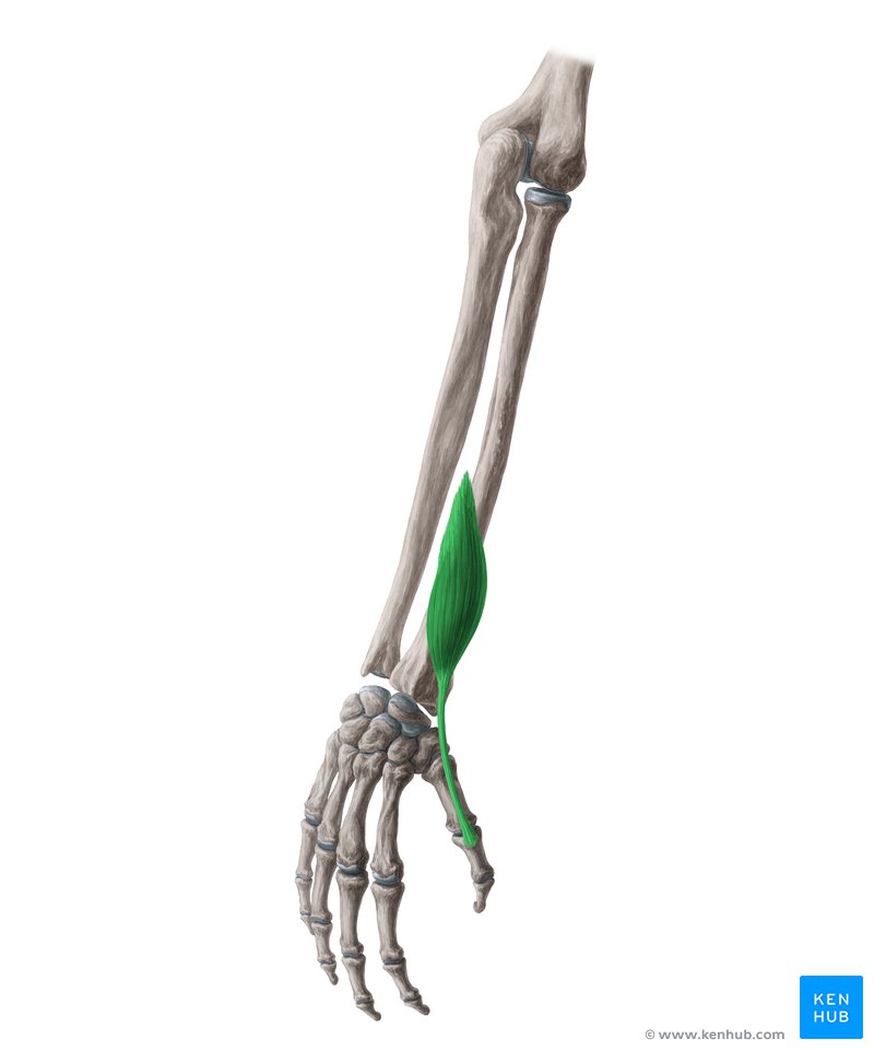 <p>Where does the extensor pollicis brevis originate</p>