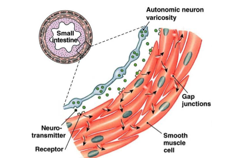 <p>smooth muscle all connected by <strong>gap junctions</strong> → <strong>fxs as a single unit</strong> →  easier for single waves of depolarization to travel </p><p></p><p>most common in walls of GI tract, urinary tracts, and blood vessels</p>