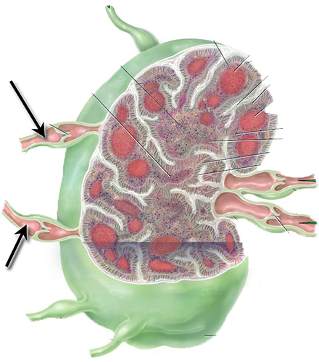 <p>vessel that brings lymphatic fluid to the node</p>