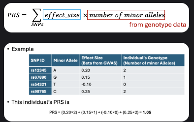 <ul><li><p>Definition: summarizes overall genetic risk for a trait/disease in a single value.</p></li><li><p>Combines effects of many variants; each contributes a small amount.</p></li><li><p>Metrics: association (p-value), variance explained (R²), effect size (β/OR), discrimination (AUC).</p></li><li><p>Tools: LDPred, PRSice.</p></li></ul><p></p>