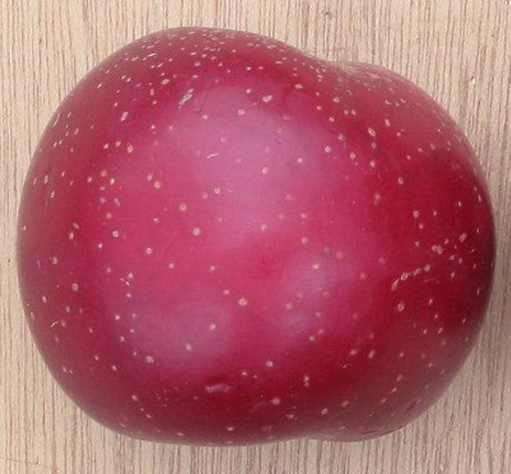 <p>pores/ gas exchange on the outside of plants, mostly fruits, black or white </p>