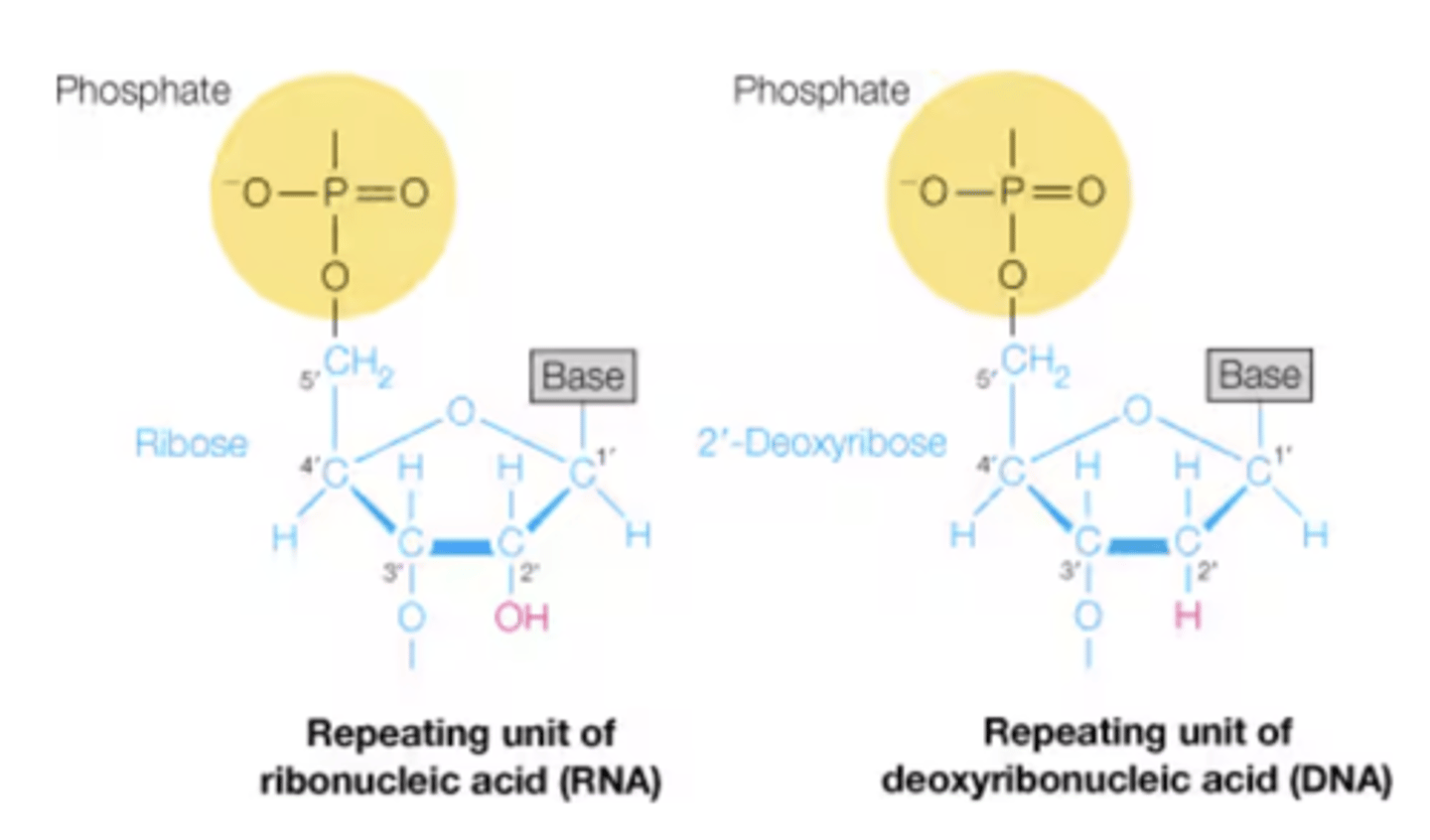 <p>DNA:</p><p>- Has H on 2' end of pentose sugar</p><p>- Has thymine instead of uracil in nitrogenous base</p><p>- beta-2'-deoxy-D-ribofuranose in DNA</p><p>RNA:</p><p>- Has OH on 2' end of pentose sugar</p><p>- Has uracil instead of thymine in nitrogenous base</p><p>-beta-D-ribofuranose in RNA</p>