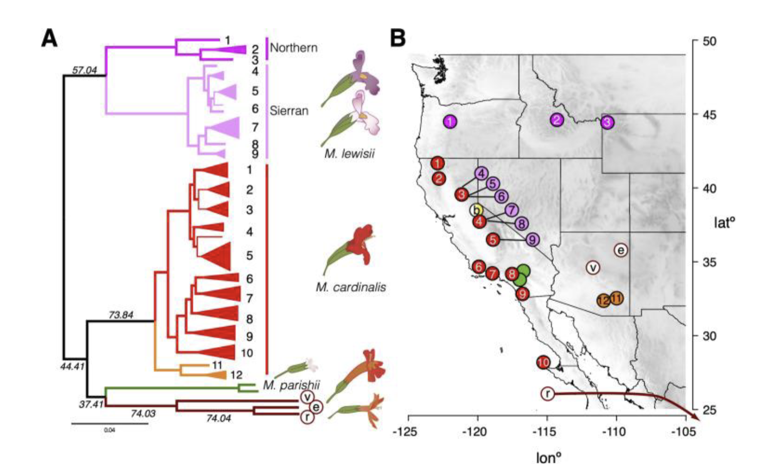 <p>Speciation in Sympatry:</p><p>Before mating barrier</p>