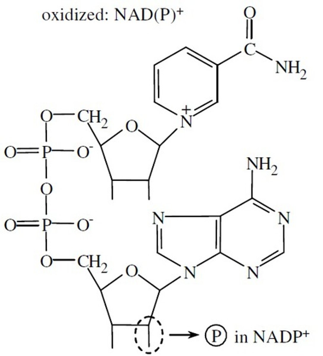 <p>Nicotinamide dinucleotide phosphate</p><p>Water-soluble co-enzyme involved with reductions and anabolism</p><p>A hydroxyl group is esterified with a phosphate</p>