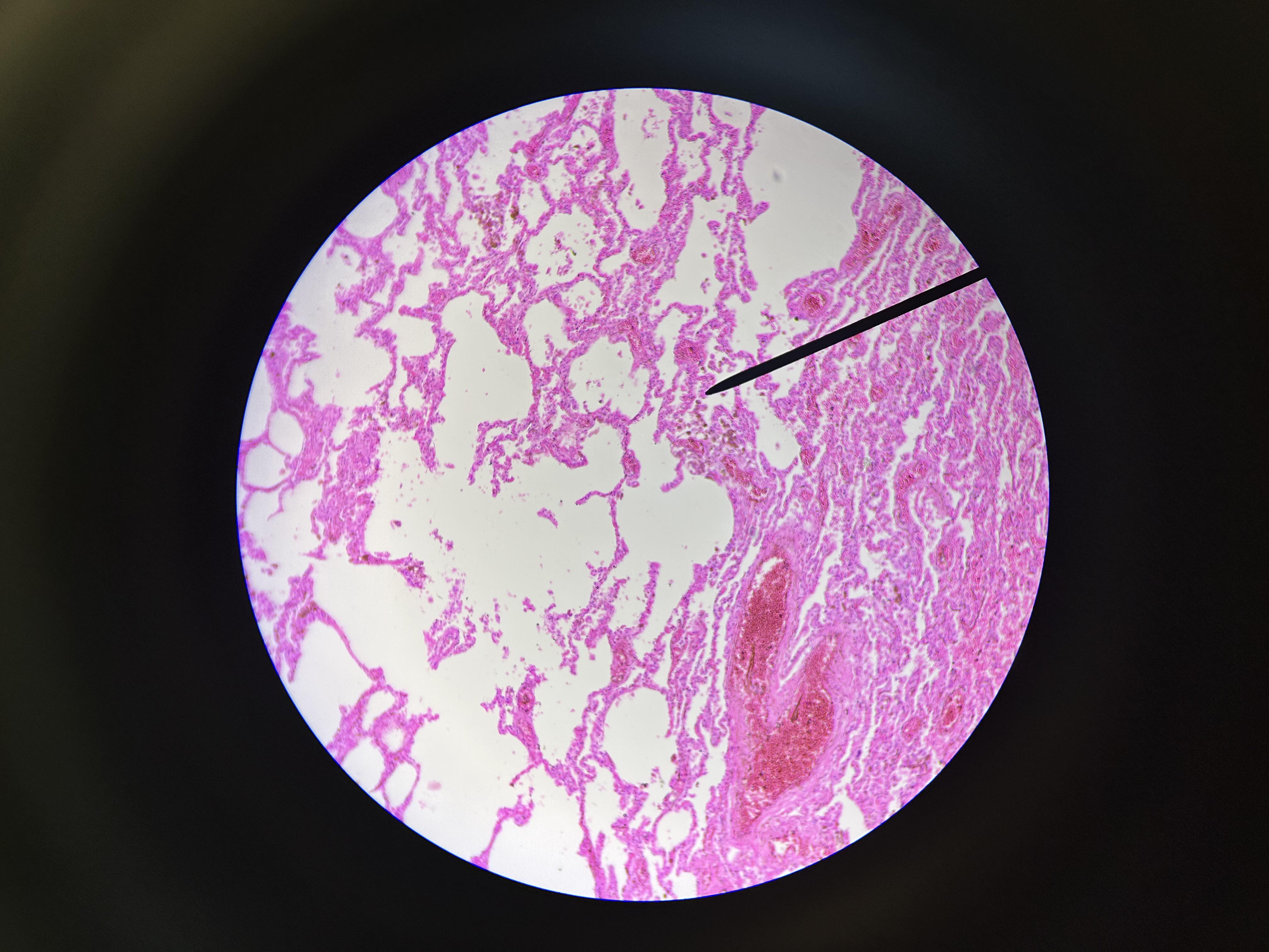 <p>What is this?</p>