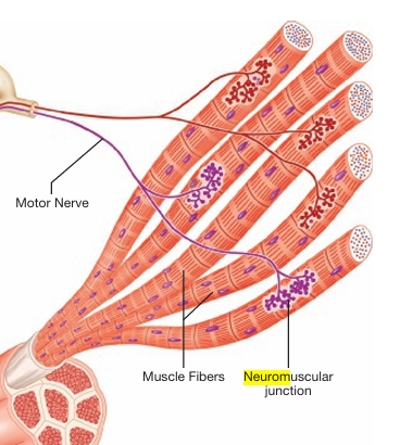 <p>It’s where a motor nerve and individual muscle fiber make contact </p>