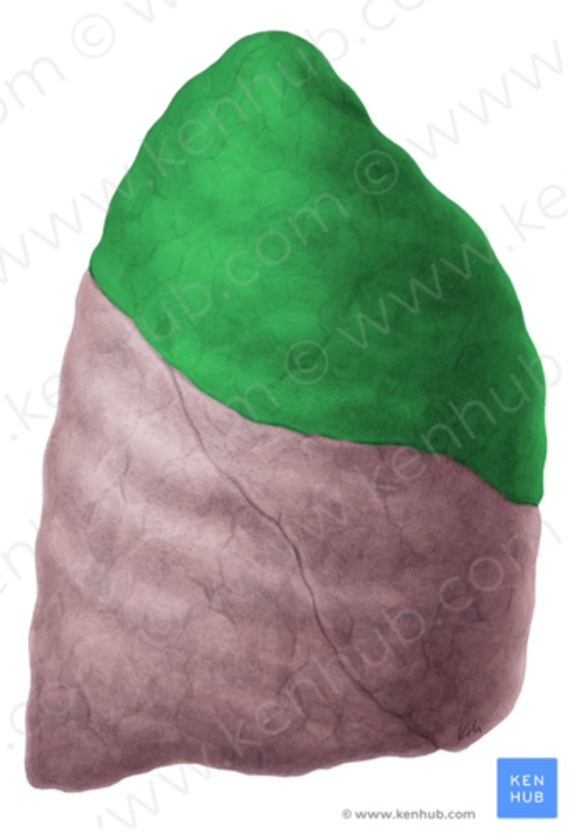 <p>bovenste longkwab</p>