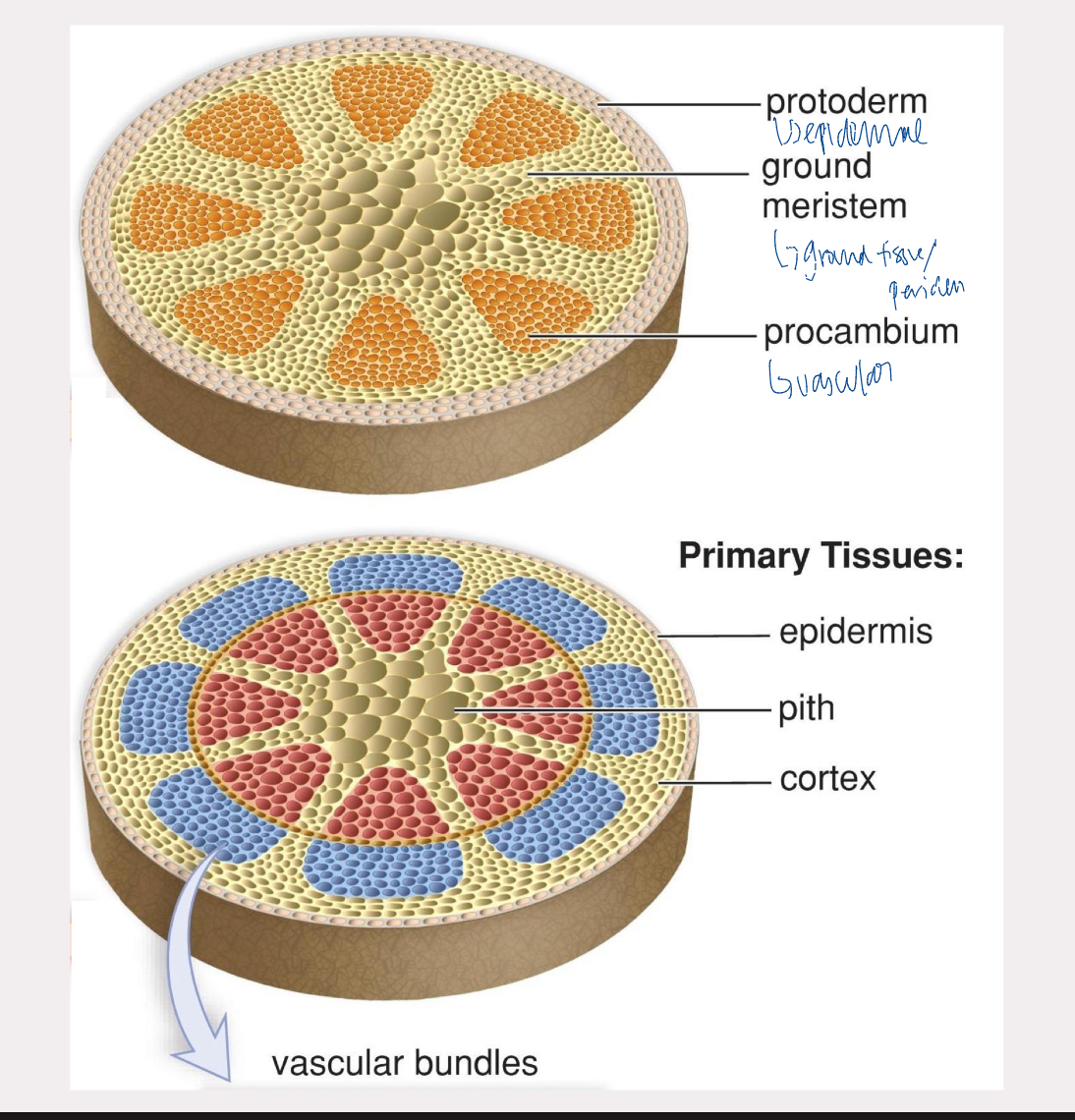 <p>turns into epidermal tissue</p>