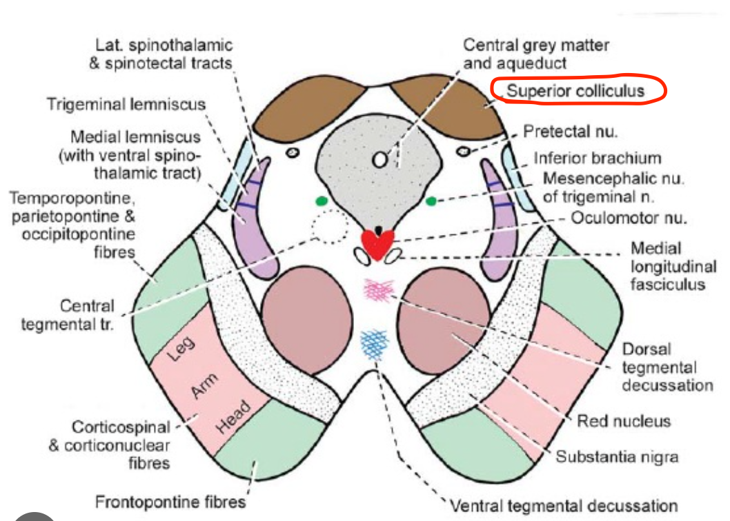<p>Superior colliculus nucleus</p>