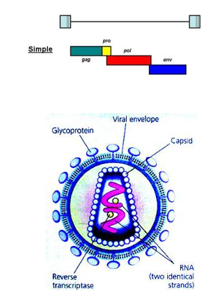 <ul><li><p>Lipid envelope —&gt; <em>susceptible to detergents </em></p></li><li><p>single-stranded RNA virus</p></li><li><p>Have 4 main types of coding proteins (gag, pro, pol and env)</p></li></ul><p></p>