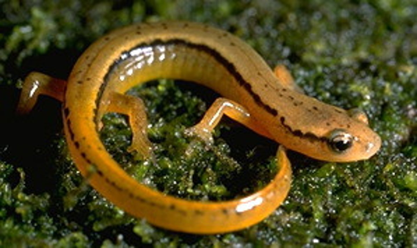 <p>Eurycea bislineata h</p>