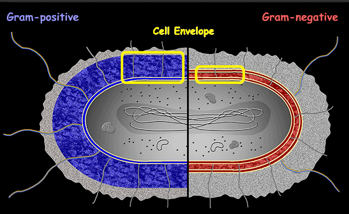<p>Cell Envelope (CE)</p>