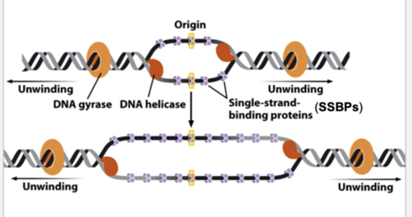 <p>- DNA helicase: unwind the strands after they are separated</p><p>- single-stranded DNA binding proteins(SSBPs): bind to the separated DNA strands to stabilize the open conformation</p><p>- gyrase: unwinds supercoiled DNA ahead of the replication fork. in bacteria, makes single strand cut, allows supercoiled helix to unwinds, and reseals the cut</p><p>- sliding clamp: prevents the polymerase from "falling off"</p><p>- primer extension: the synthesis of the new strand of DNA</p>