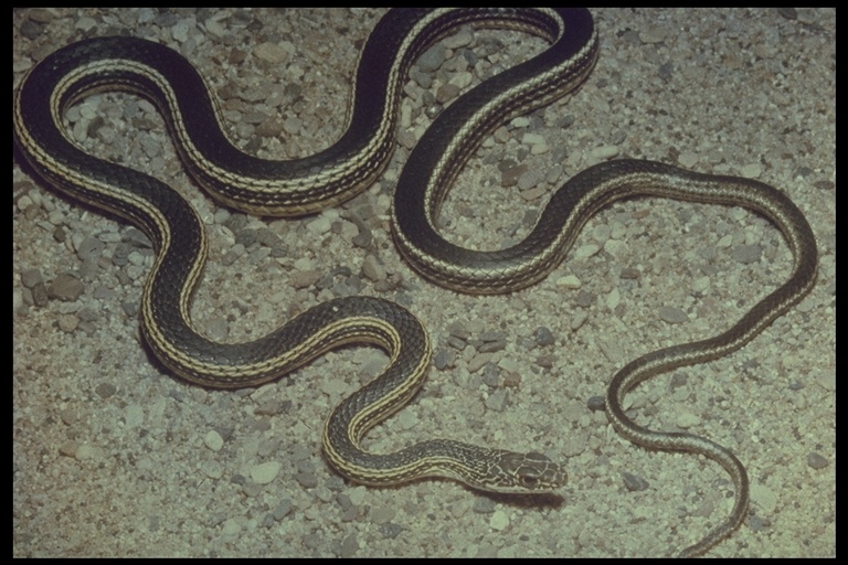 <p>160cm TL • Hunts with its head above the ground • Active diurnal hunter • Longitudinal stripes • Back and forth between Coluber and Masticophis</p>