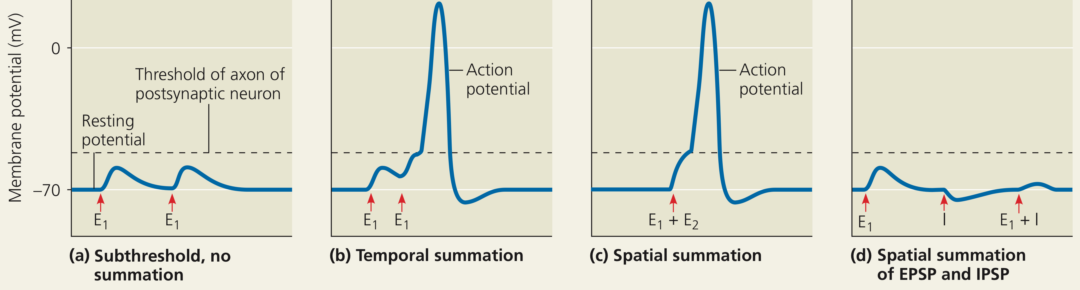 <ul><li><p>Temporal summation is when one signal reaches and is repeated over time.</p></li><li><p>Spatial summation is when multiple, simultaneous signals reach from different neurons.</p></li></ul>