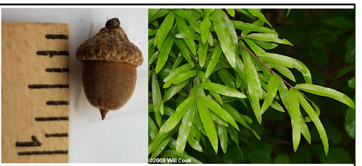 <p>Fagaceae</p><p>Quercus phellos</p>