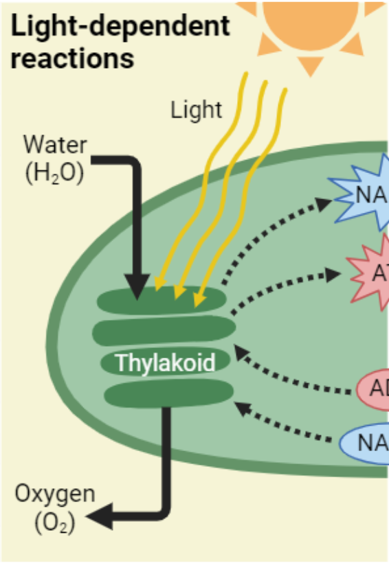 <ul><li><p><span style="background-color: transparent;"><strong><span>In thylakoid</span></strong><span> </span></span></p></li></ul><ul><li><p><span style="background-color: transparent;"><span>light energy is converted into biochemical energy (ATP + NADPH)</span></span></p></li></ul><p></p>