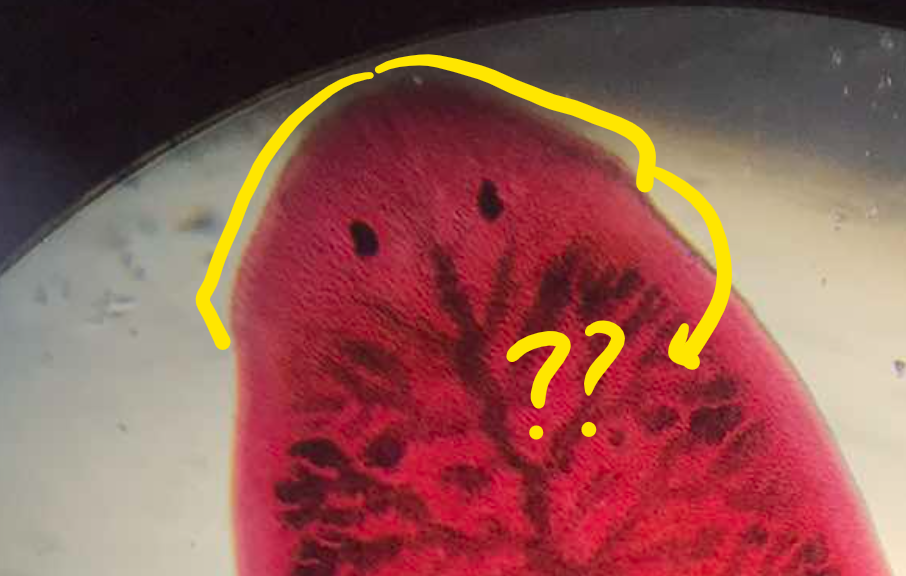 <p>part of Planaria; at the lateral side of the head formed by the extension of the sides</p>