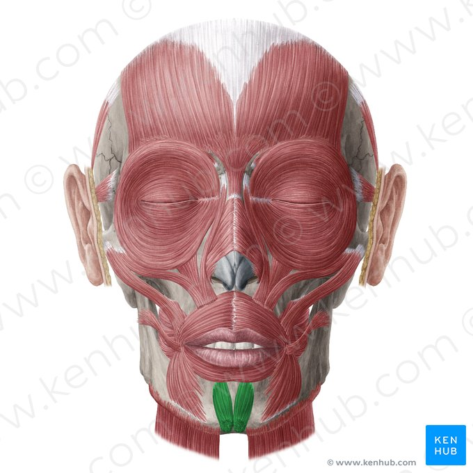 <p><span style="color: red"><strong>O: </strong></span>Incisive fossa of mandible</p><p><span style="color: red"><strong>I: </strong></span>Skin &amp; fascia of chin</p><p><span style="color: red"><strong>N: </strong></span>Facial nerve (CN VII)</p><p><span style="color: red"><strong>A: </strong></span>Elevation of lower lip; everts lower lip; wrinkles skin of chin</p>