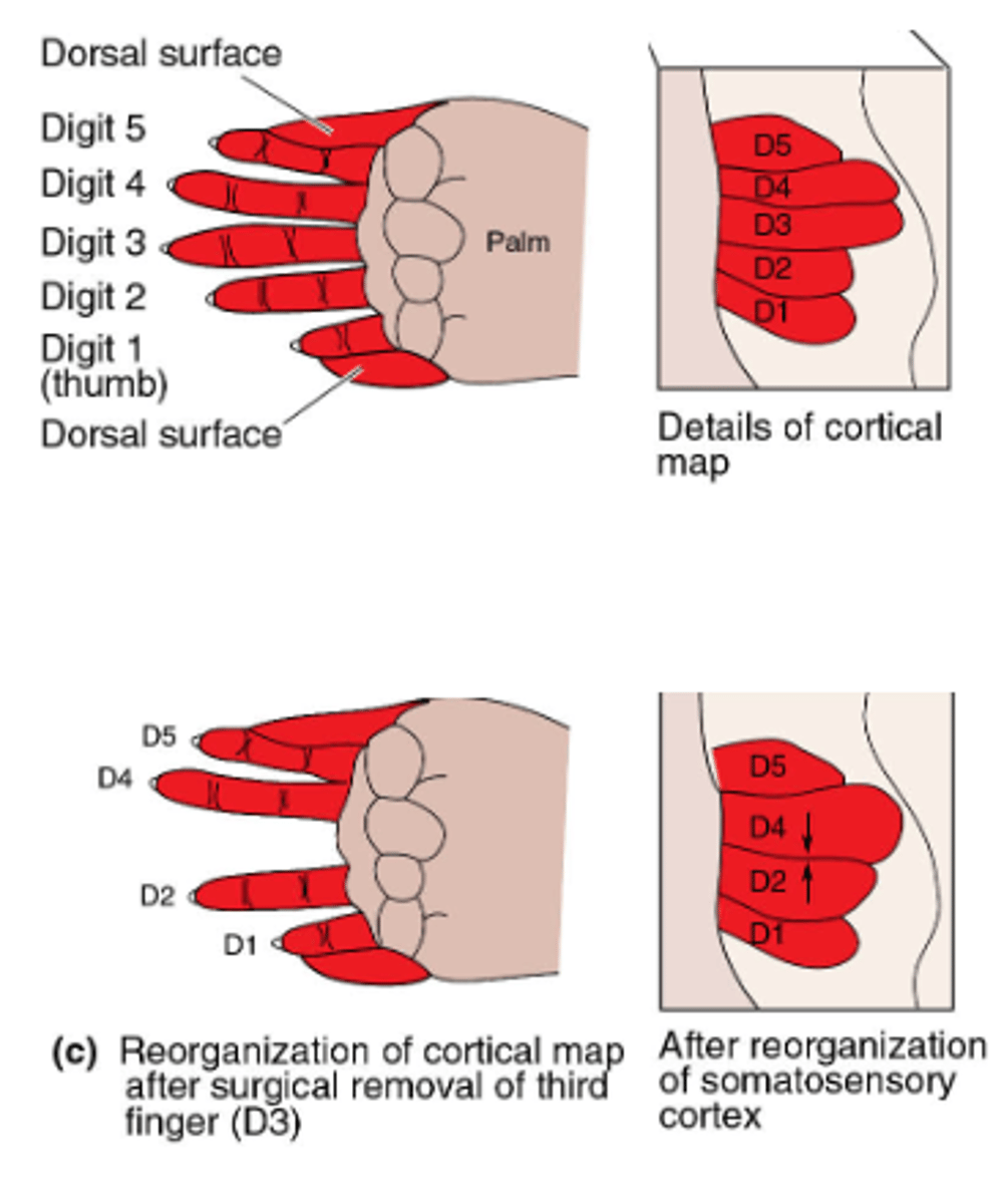 <p>Removing a digit in a reptile hand causes the cortical space to reorganize to fit the change. </p><p></p><p><strong>Overstimulating causes the OPPOSITE effect</strong></p>