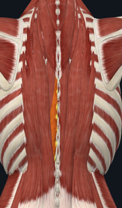 <p>What group of muscles is this</p>