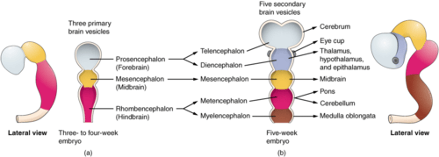 <p>DEFINITION</p><p>Forms the cerebral cortex, basal ganglia, and limbic system.</p>