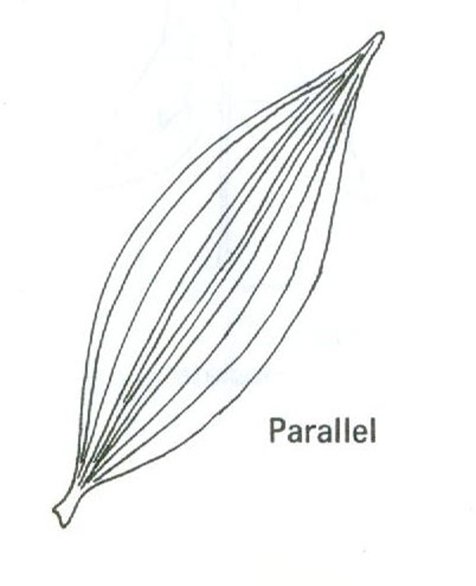 <p>Type of angiosperm meaning one embryonic seed leaf.</p>