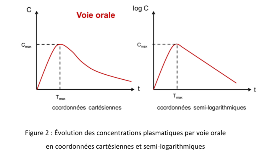 <p>Les concentrations sont en Ă©chelle logarithmique sur lâaxe des ordonnĂ©es et le temps en Ă©chelle arithmĂ©tique sur lâaxe des abscisses</p>