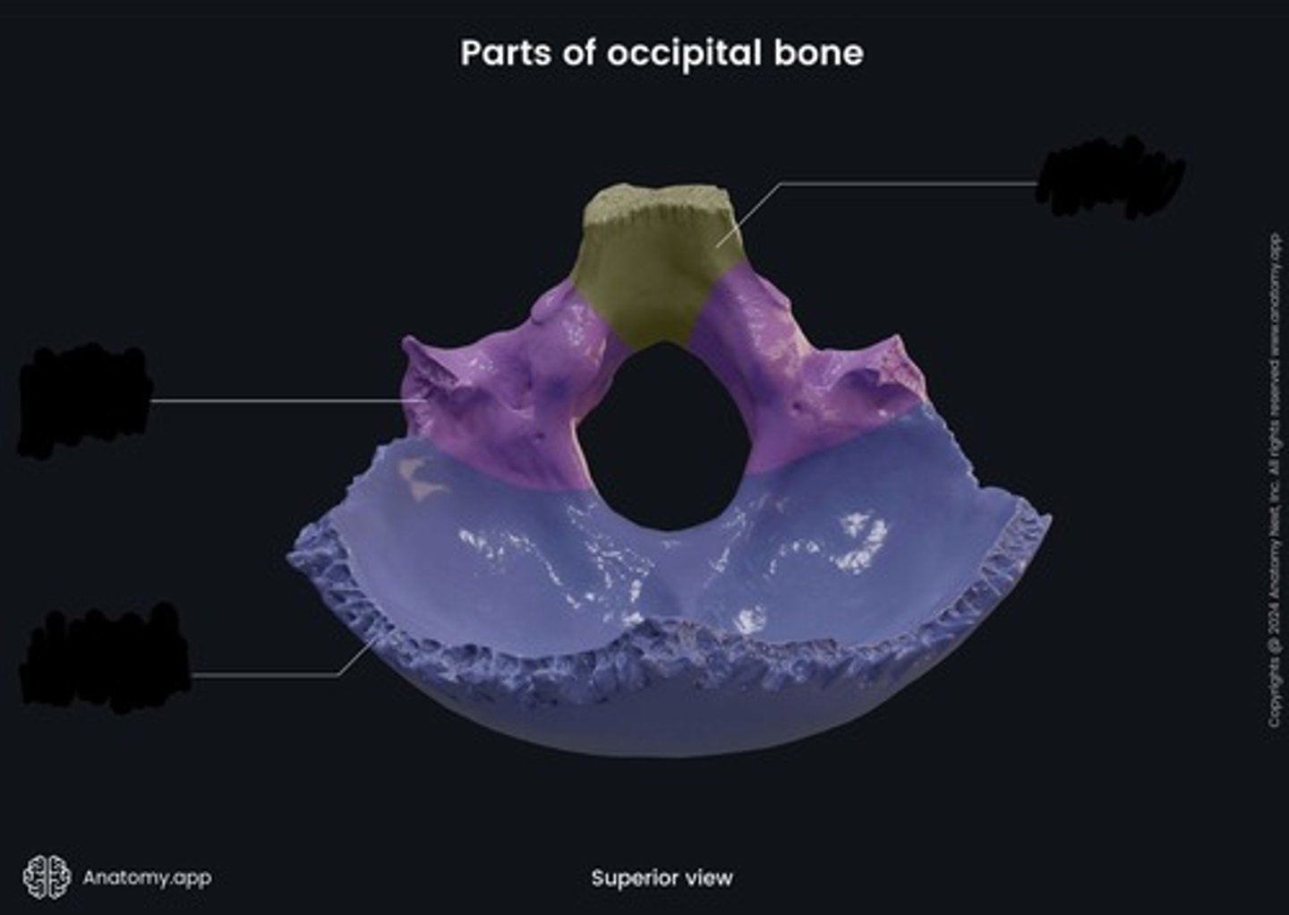 <p>what part of the occipital is this? (Dark blue)</p>