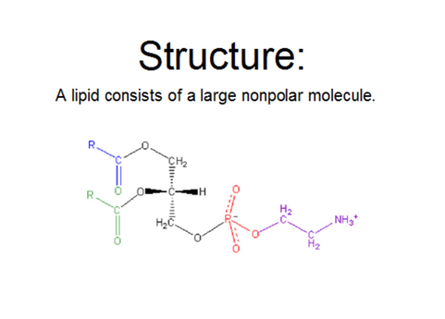 <p>Provide energy, form cell membranes, and act as hormones.</p>