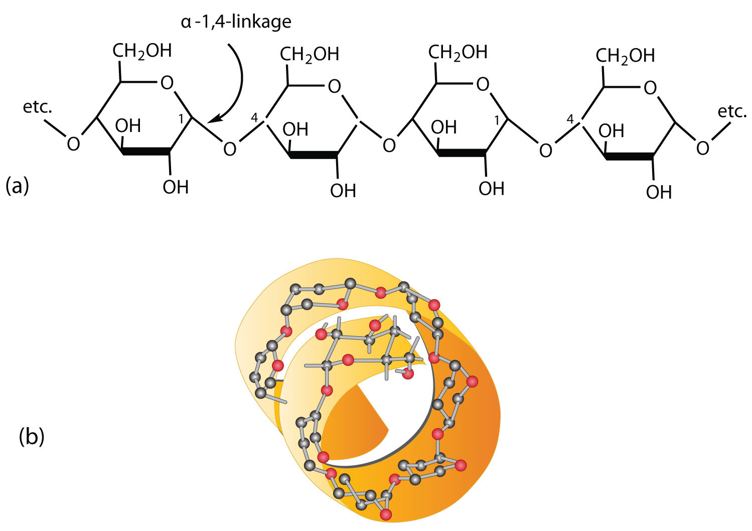 <p>A polymer of many monosaccharides.</p>