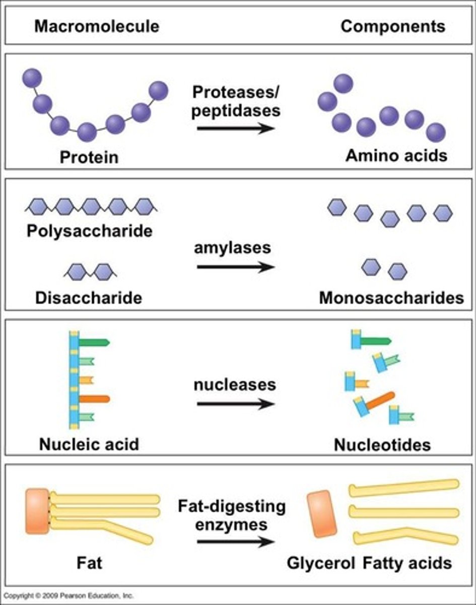 <p>Enzymatic breakdown of food into molecules.</p>
