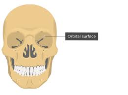 <p>orbital surface</p>