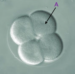 blastomere

(Note: less cytoplasm than original zygote)