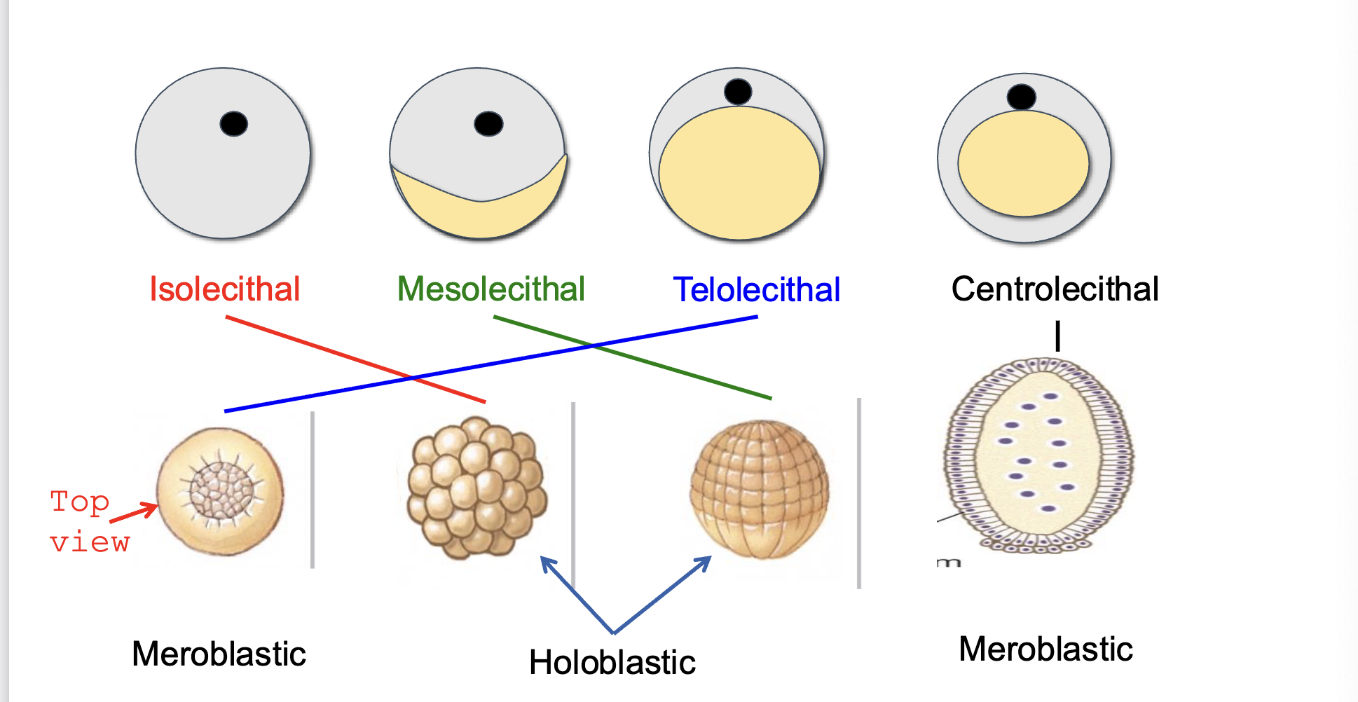 <p>Complete and equalish divisions of cells</p>