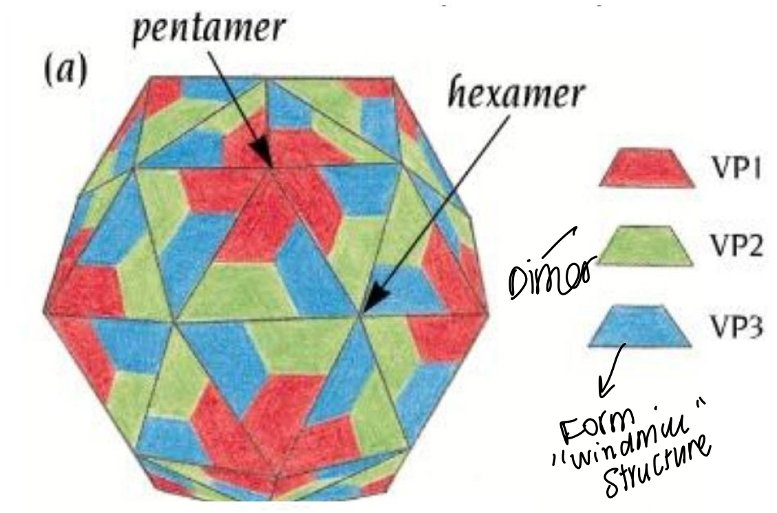 <p>Energetically stable, has pentamer structure, dimer in green and blue forms a windmill like structure </p>