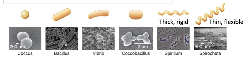 <p>coccus, bacillus, vibrio, etc</p>