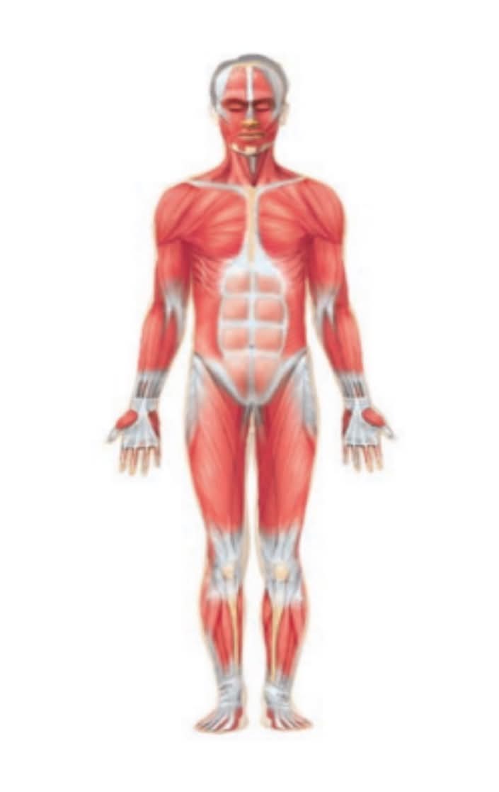 <p>What body system is this?</p>