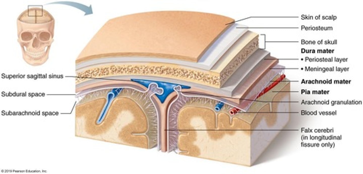 <p>1. Meninges &amp; Bone 2. Cerebral Spinal Fluid 3. The Blood Brain Barrier.</p>