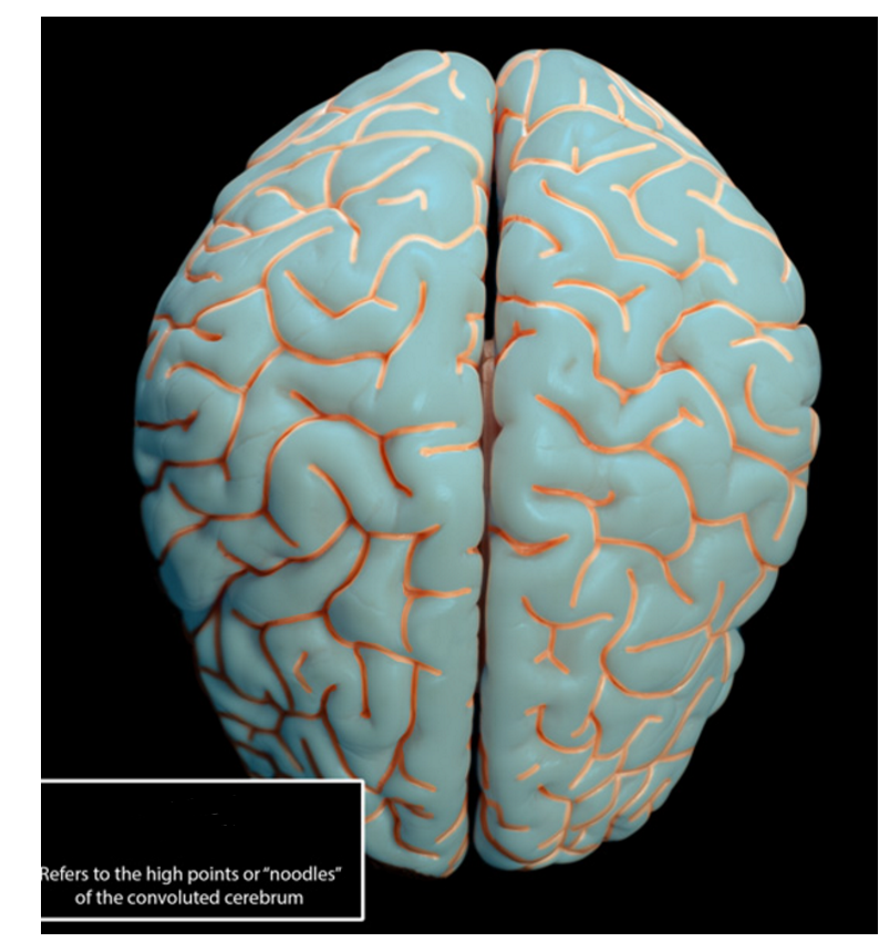 <p>what are the GUIDELINES of the cerebrum</p>