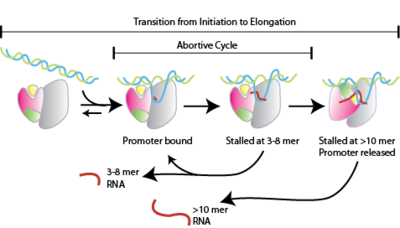 <p><span>also known as abortive transcription, is </span><strong><mark data-color="unset" style="background-color: unset; color: inherit">a process where RNA polymerase binds to a DNA promoter and repeatedly synthesizes and releases short RNA transcripts before fully escaping the promoter</mark></strong></p>